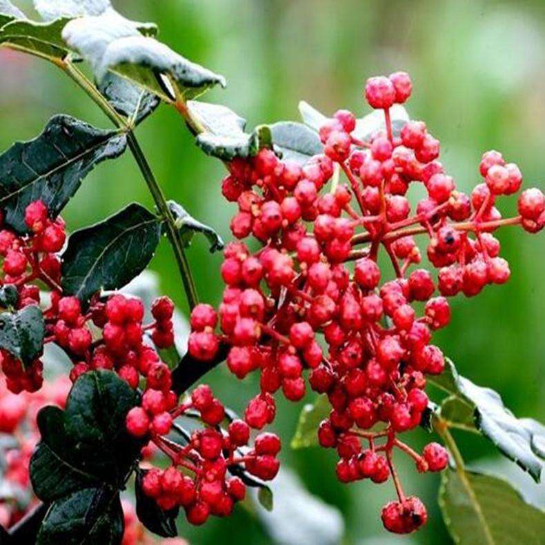 1664157833336121.jpeg Processing equipment empowers the pepper industry.jpeg