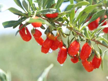 Το Wolfberry είναι μια νέα τάση στη βιομηχανία μηχανημάτων τροφίμων