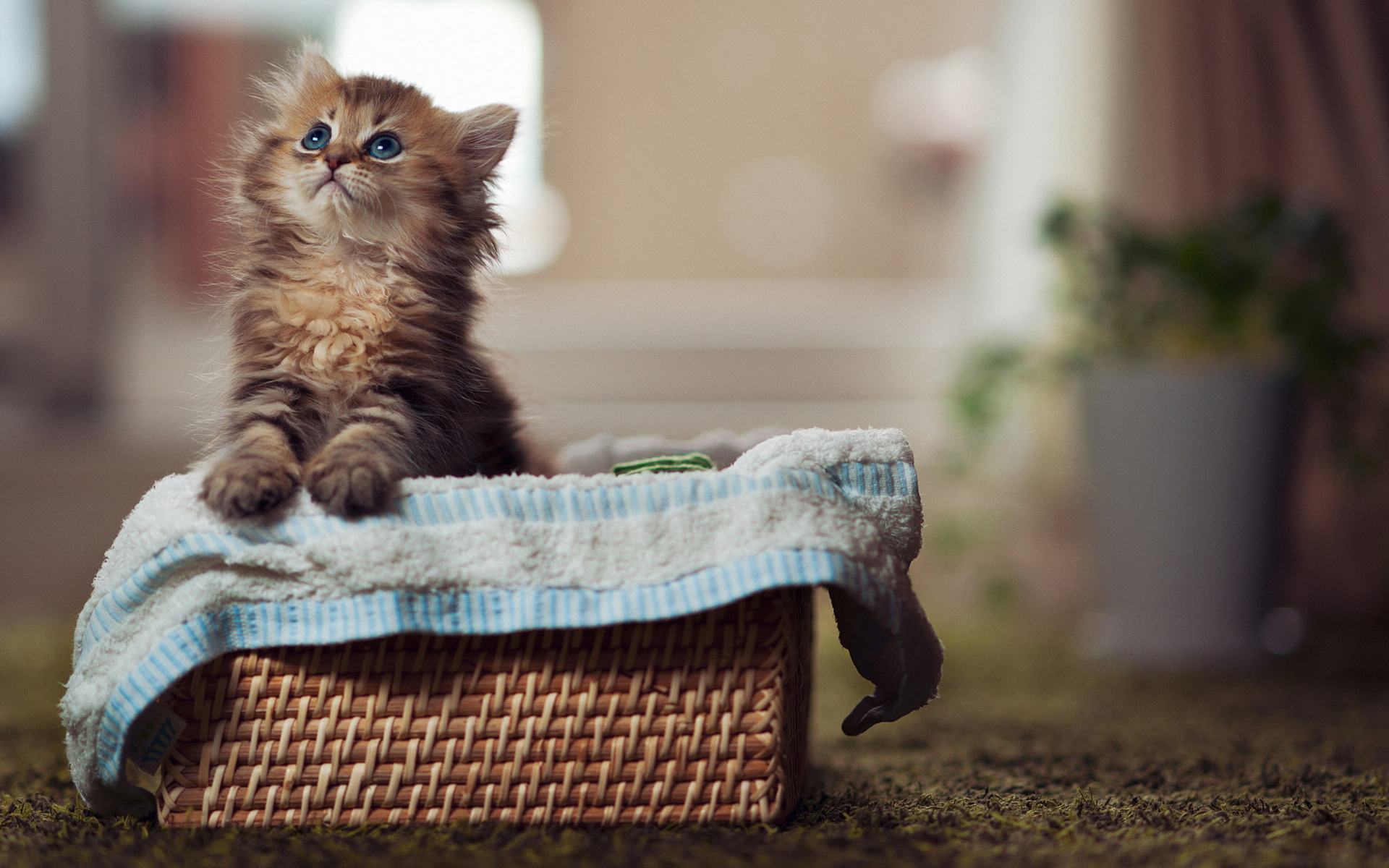 1663661668413414.jpeg meow (2).jpeg