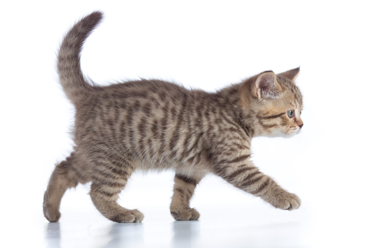 1662356148341329.jpg pet cat.jpg