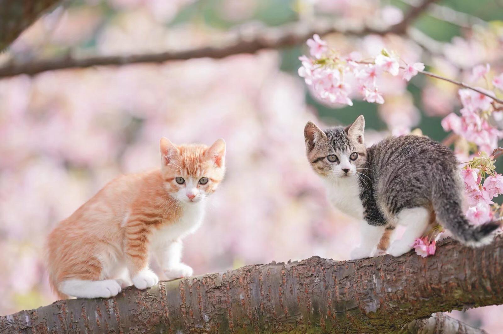 1663660985393478.jpeg meow.jpeg