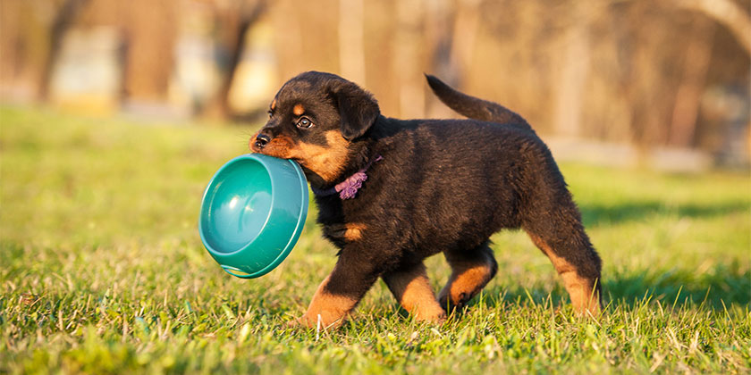 1661934627925733.jpg what-should-I-feed-my-dog-1.jpg
