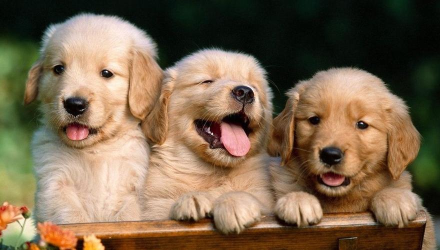 1666852279419730.jpeg pets.jpeg